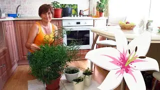 Занимаюсь комнатными растениями.Чем опрыскиваю растения для их здоровья.