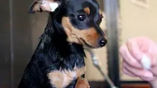 bañando a Dipper el mini pinscher