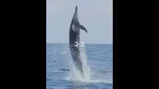 Striped Dolphin vs Spinner Dolphin 