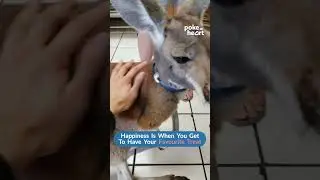 Kangaroo Eats Blueberries From People's Hands