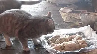 КОТИКИ КУШАЮТ 2020 февраль