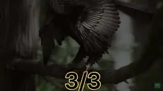 Archaeopteryx vs Microraptor