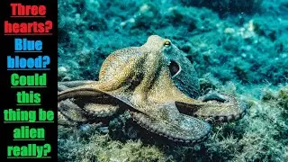 21 interesting Facts About Octopuses