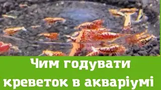 Чим годувати креветок в акваріумі