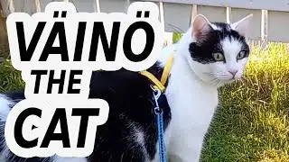 Väinö is interested in the traffic outside  (Väinö the Cat #5)