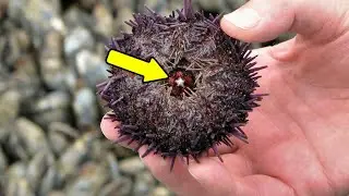 9 Interesting Facts About Sea Urchin