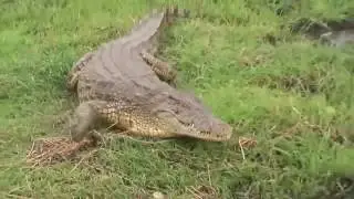Крокодил в Ивановской области / crocodile from Russia