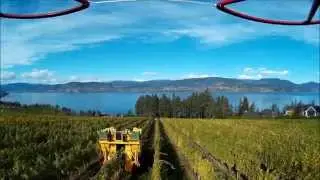 Oak Bay Gewurztraminer Mechanical Harvest 2014