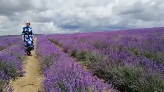 Полонез в лаванде
