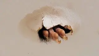 The woman went into the bathroom and was scared when she saw a paw from a hole in the ceiling.