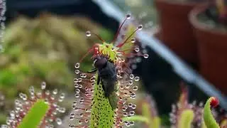 sundew time lapse with yells and screams