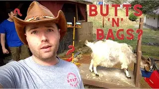 Preparing our goats for kidding