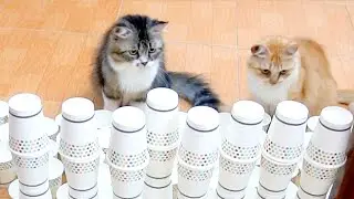 Can Cats Pass 200 Cups ? EXtreme Cup Challenge