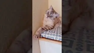 Как отучить котика бегать по ночам.