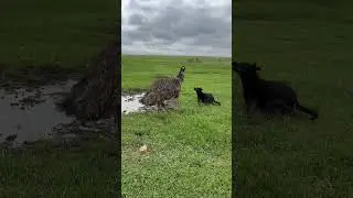 Forrest and Bean having fun!