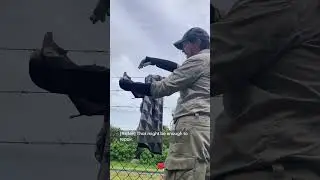 Rescue Diaries | Grey headed flying fox