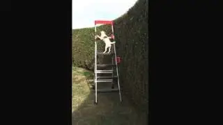 Un chien qui monte à l'échelle !!! 🐶