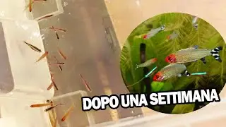 Ho comprato delle PETITELLE ed ecco come sono diventate dopo 7 giorni