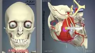 Мышцы глаза, глазного яблока | 3D Анатомия человека | Внутренние органы