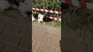 Молодой померанский шпиц медвежьего типа с красивым окрасом  