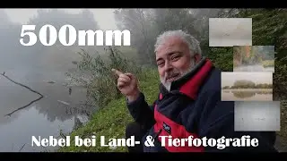 Landschaftsfotografie & Tierfotografie | Nebel bei Land- & Tierfotografie | WILDLIFE mit 500mm