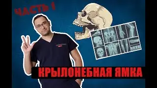 КРЫЛОНЕБНАЯ ЯМКА АНАТОМИЯ