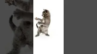 кот