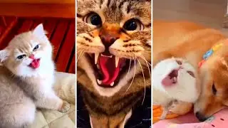 These Cute Kittens Will Cheer You Up And Make Your Day Better