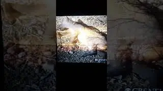 CHUPACABRA FOUND IN TEXAS DOA
