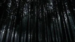 La foresta silente (Creepypasta #76) (The Horror Land)