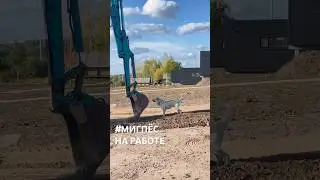 #мигпёс