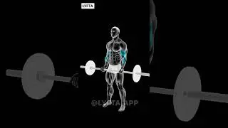 Pull (Back, Biceps) - Day 2/5