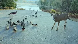 Deer Foraging With the Ducks and Turkeys 🌽🦌🦆🦃