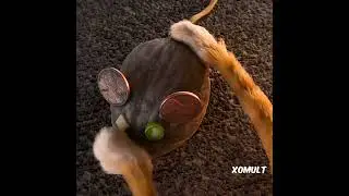 Домашний и уличные кот🥺 // 