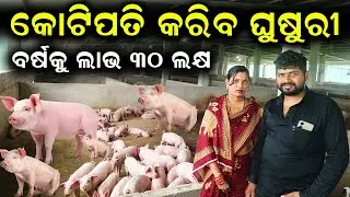 କୋଟିପତି କରିବ ଘୁଷୁରୀ || How to become a millionaire from a pig farm. #efarmingodisha