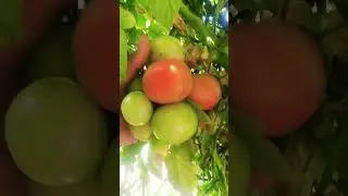 Tomatoes farming #shorts #company #farming