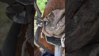 Removing Hoof Wall with Nippers #oddlysatisfying #horse #farrier #hoof