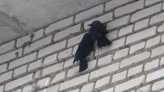 Находчивые галки