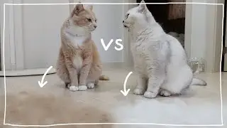 Comparison of hair loss in short-haired cats