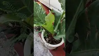 Halaman sa bakuran namin