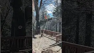 karate kicking a tree down 😀 #mountains #stihl #treefelling #chainsaw #tree #timber #husqvarna