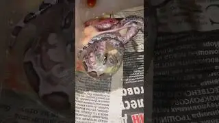 Мёртвые малыши удава😿😿😿