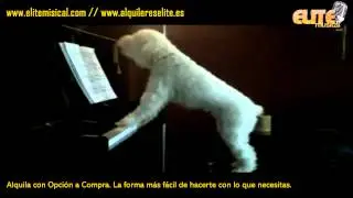 ¿Necesitas un Instrumento Musical para ti o para tu mascota? Ven a www.elitemusical.com