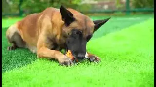 #dog Dog Toys