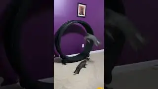 #котики пытаются достать красную точку