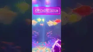 My Home Aquarium 😌