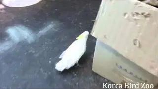 미디움코카투앵무새 - Medium cockatoo (Cacatua galerita eleonora)