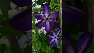 КЛЕМАТИС сорт Venosa Violacea Веноза Виолацеа уже цветет #клематис #клематисы #дневниксадо #дача