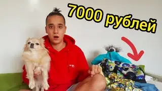 ВСЯ ОДЕЖДА МОЕЙ СОБАКИ