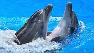 Dolphins  -  Дельфины